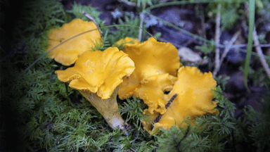 kantareller