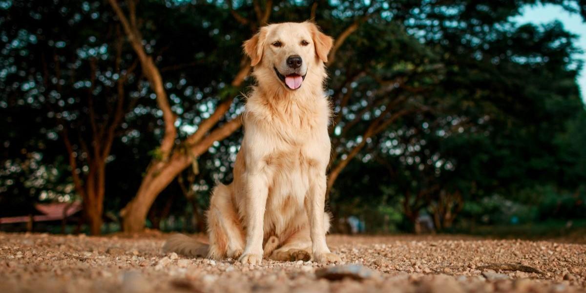 hundar