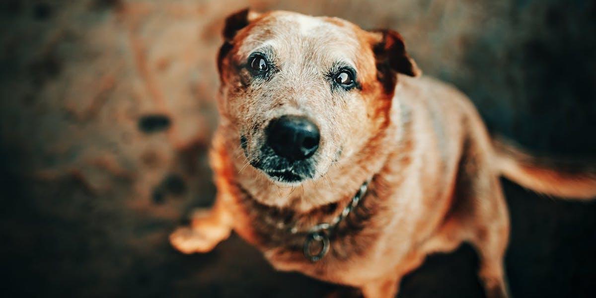 en hund tittar in i kameran. Är din hund grå om nosen? Här är några av de ålderstecken vi kan lägga märke till och som visar att våra hundar börjar bli gamla