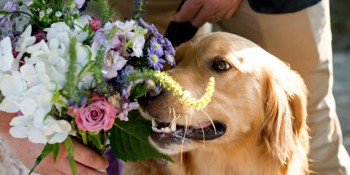 hundbröllop