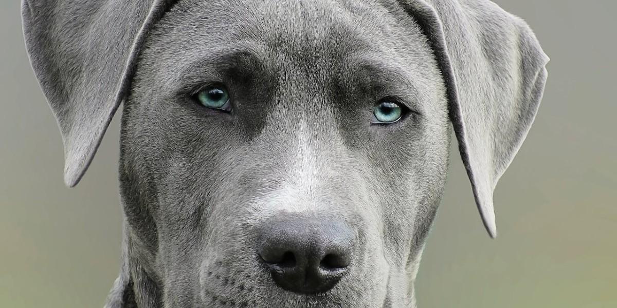 Hundar