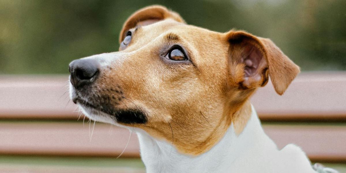En hund tittar och lyssnar. När du pratar med din hund hjälper du den att bättre förstå dig om du tänker på det som en studie kommit fram till genom att mäta hundars och människors hjärnvågor