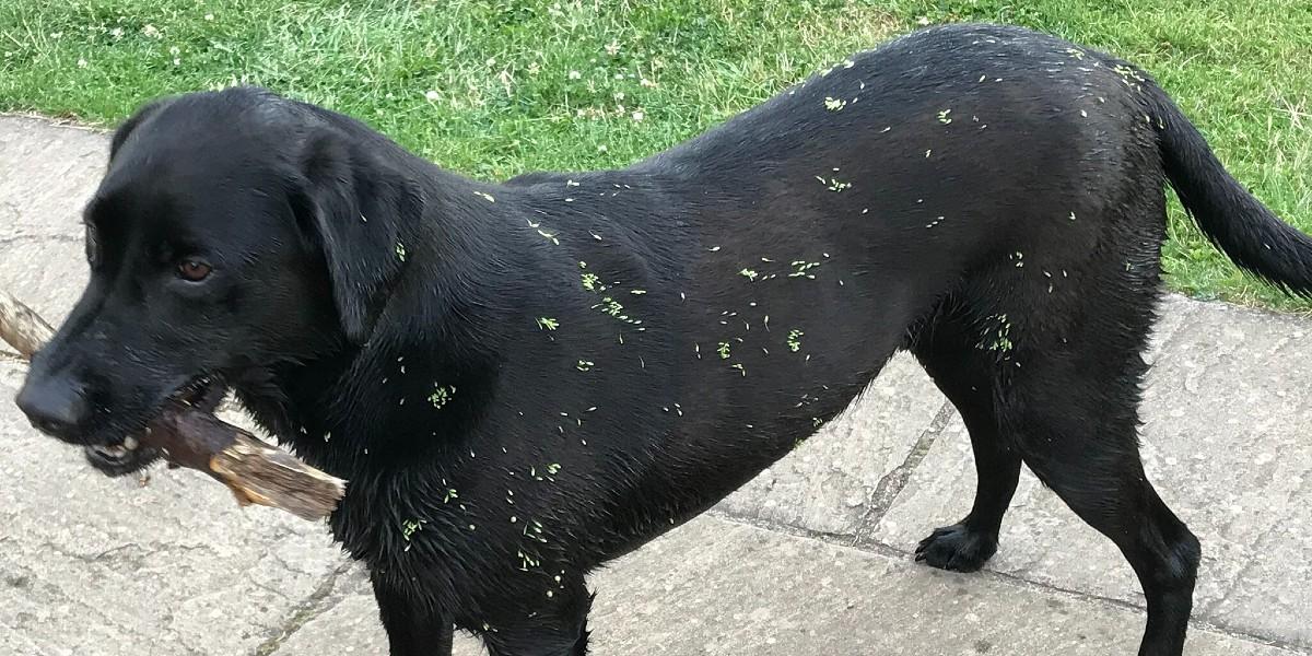 Hundar mår bra av att arbeta