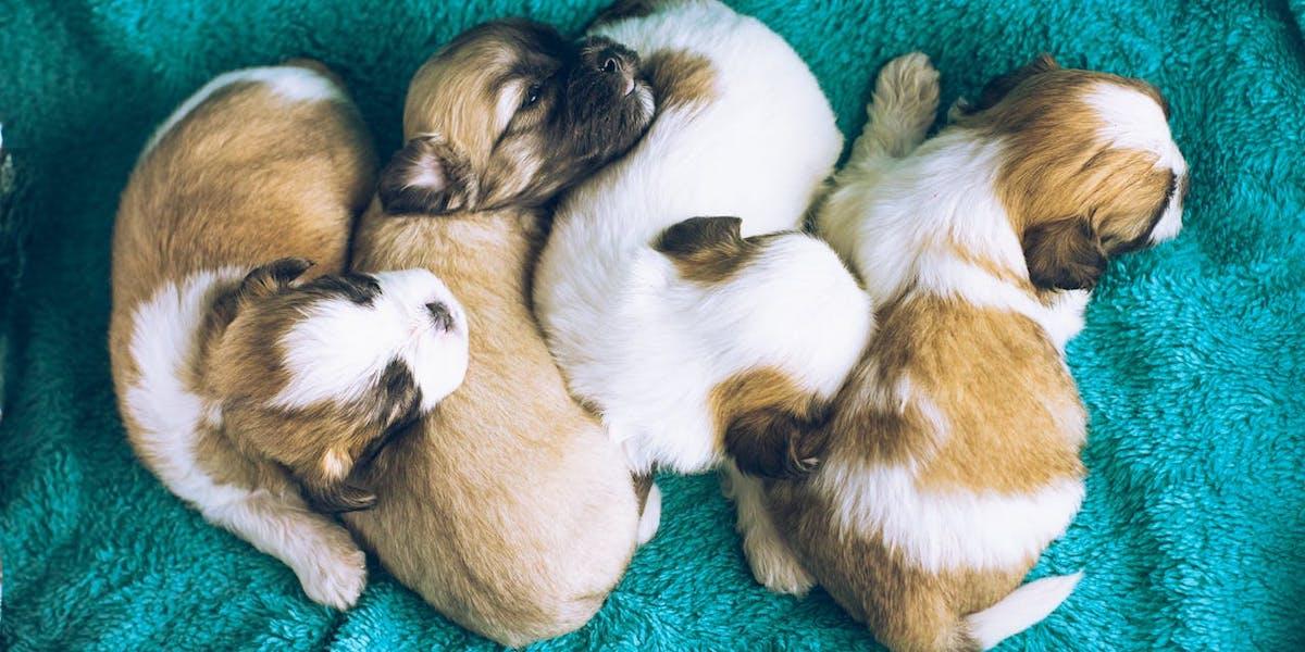 Fyra små valpar. Valpar är väldigt olika och har från början väldigt olika förmågor