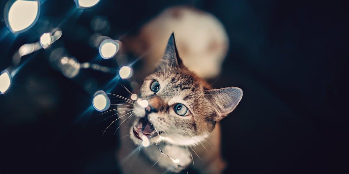 En katt leker med en elektrisk ljusslinga. För våra husdjur kan det både vara spännande och stressande med jul och allt nytt som händer då, men det finns även en hel del faror för våra djur som du måste se upp med