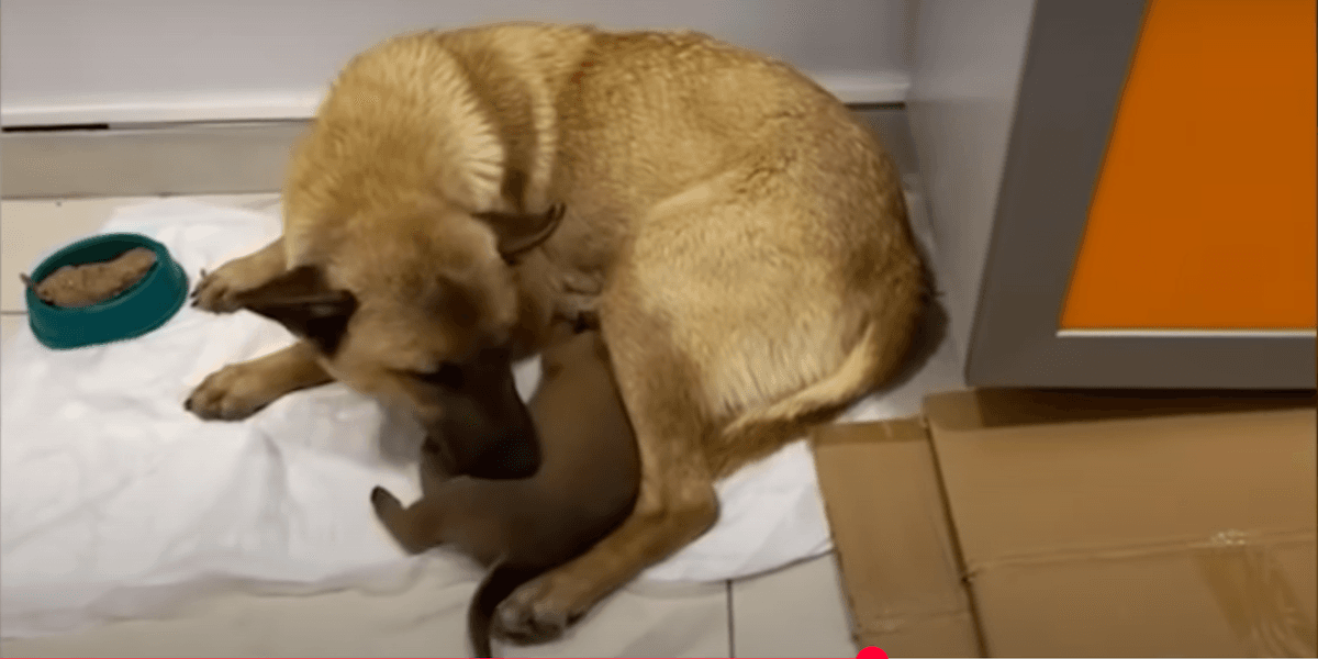 Hundmamman med sin valp på veterinärkliniken hon själv tog den till för att den skulle få hjälp