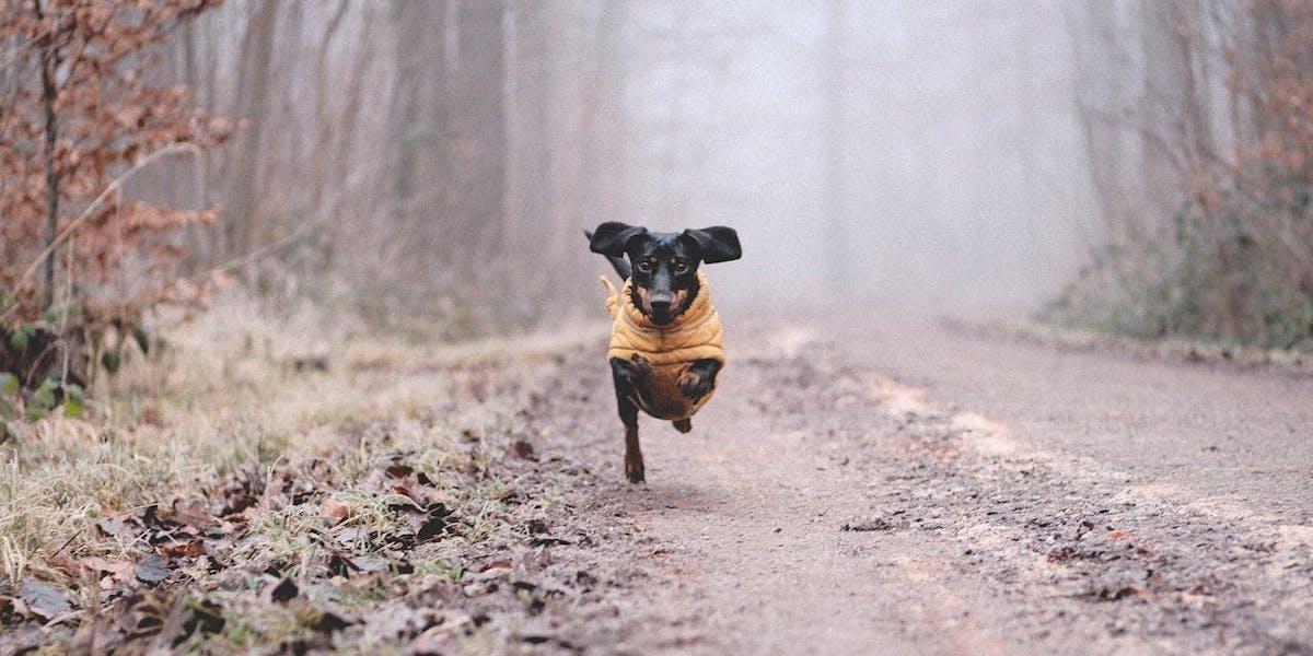 Den lilla taxen, dock inte taxen på bilden, blev skrämd av ett fyrverkeri och sprang bort på nyårsnatten