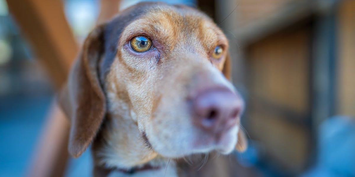 Veterinären upptäckte någonting skrämmande när en hund röntgades. På bilden, en beagleblandning, dock inte hunden i texten