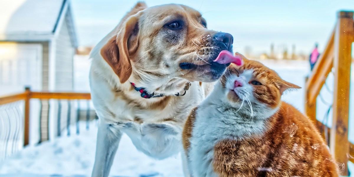 En hund slickar en katt.