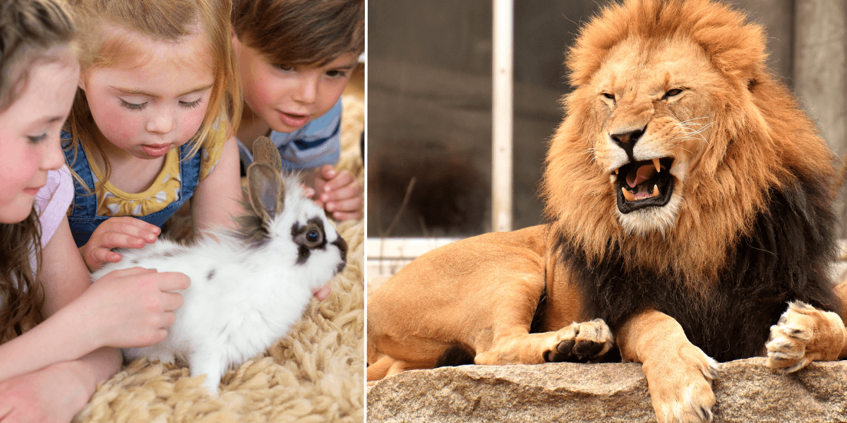 zoo