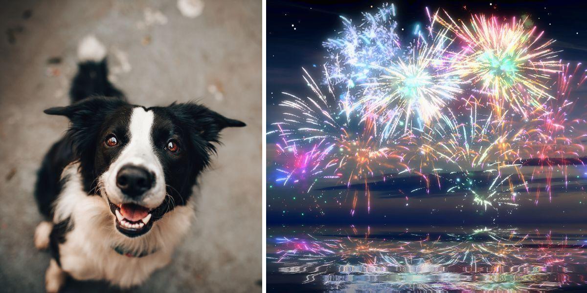 En hund och nyårsraketer. Den skotträdda hunden blev så rädd när nyårsraketerna började smälla att den i panik bet av sin mattes näsa