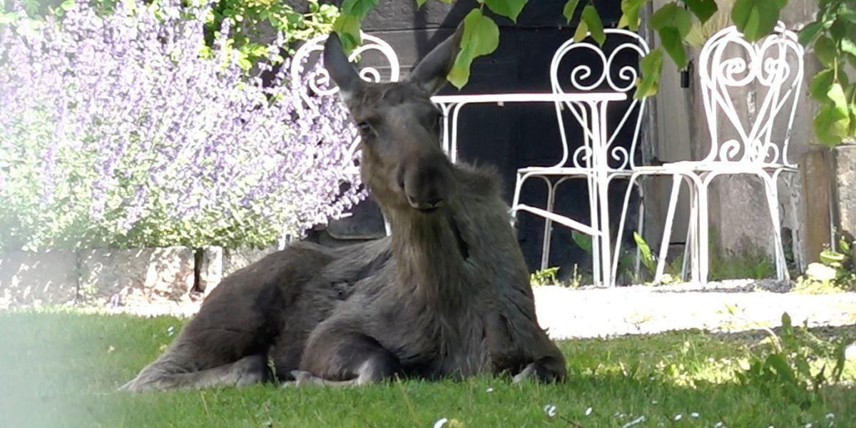 älg
