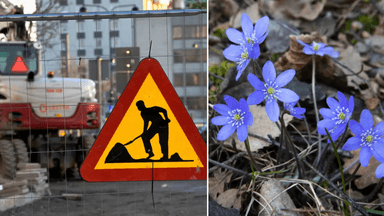 byggarbete, blåsippor