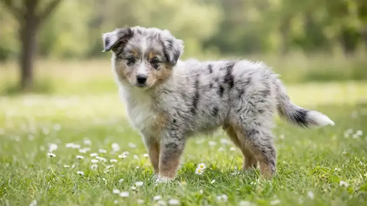 hund