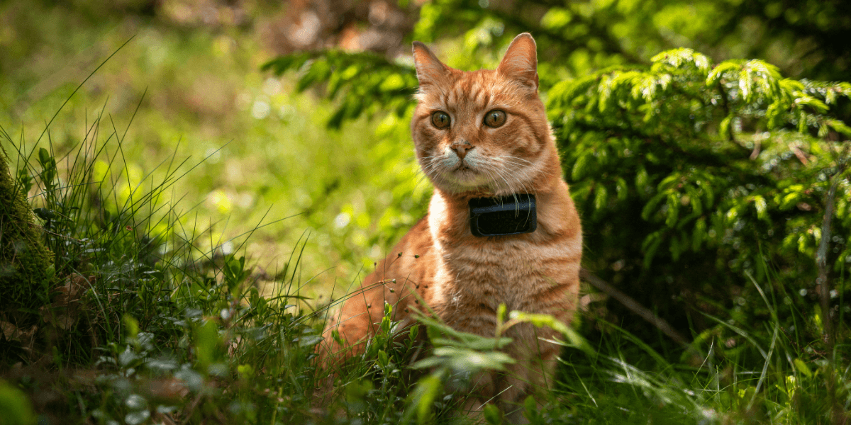 katt